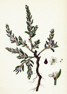 Polygonum maritimum; Sea Knot-grass