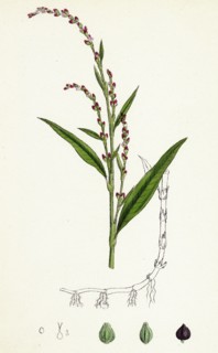 Polygonum Hydropiper; Water Pepper