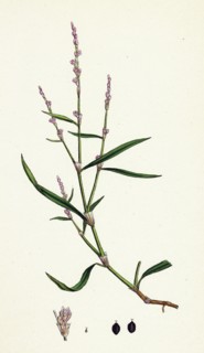 Polygonum minus; Small Persicaria