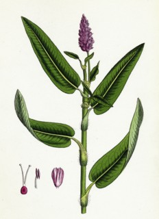 Polygonum amphibium, terrestre; Amphibious Bistort, terrestial form
