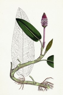 Polygonum amphibium, natans; Amphibious Bistort, aquatic form