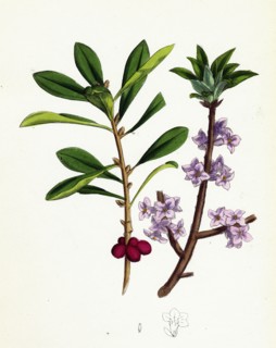 Daphne Mezereum; Mezereon
