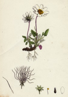 Dryas octopetala; Mountain Avens