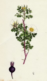 Rosa spinosissima; Common Burnet-Rose