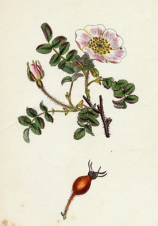 Rosa rubella; Red fruited Burnet-Rose