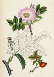 Rosa canina; Common Dog-Rose
