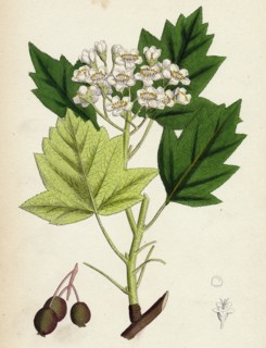 Pyrus torminalis; Wild Service-tree