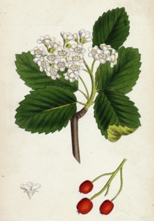 Pyrus eu-Aria; Common White-beam