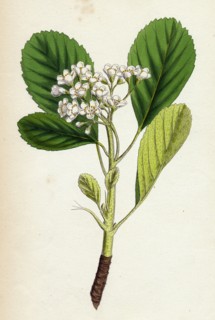 Pyrus rupicola; Rock White-beam