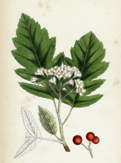Pyrus fennica; Bastard Mountain-ash