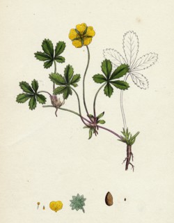 Potentilla reptans; Creeping Cinquefoil