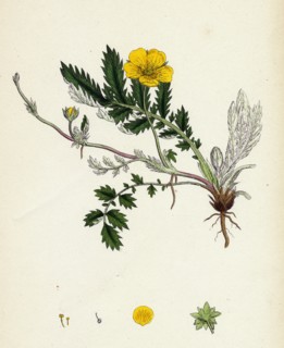 Potentilla anserina; Silver-weed