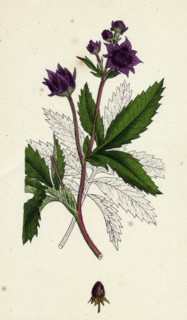 Potentilla Comarum; Marsh Cinquefoil