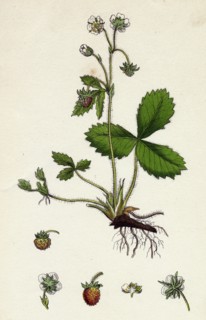 Fragaria vesca; Wild Strawberry