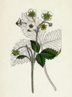 Fragaria elatior; Hautbois Strawberry