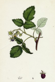 Rubus Idaeus; Raspberry