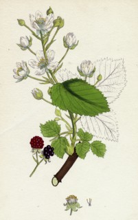 Rubus suberectus; Suberect Bramble