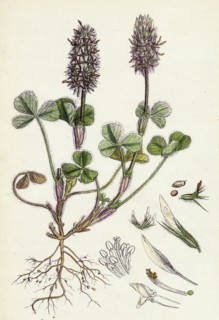 Trifolium Molinerii; Balbi's Trefoil
