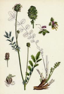 Poterium muricatum; Muricated Salad Burnet