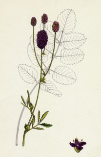 Sanguisorba officinalis; Great Burnet