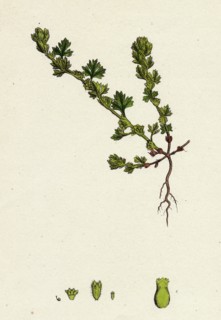 Alchemilla arvensis; Parsley-Piert