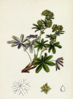 Alchemilla conjuncta; Silvery Lady's-Mantle