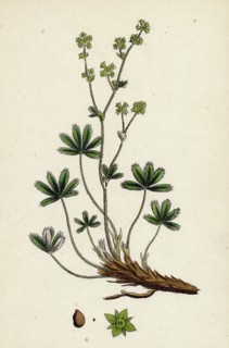 Alchemilla alpina; Alpine Lady's-Mantle