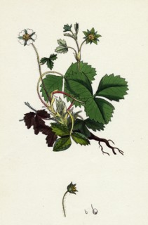 Potentilla Fragariastrum; Barren Strawberry