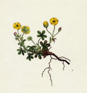 Potentilla verna; Spring Cinquefoil