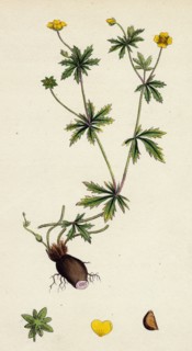 Potentilla eu-Tormentilla; Common Tormentil
