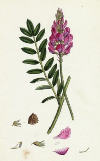 Onobrychis sativa; Saintfoin