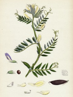Vicia eu-lutea; Bush-podded Yellow Vetch