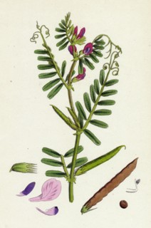 Vicia eu-sativa; Common Cultivated Vetch
