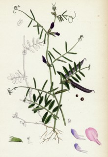 Vicia angustifolia, var. a segetalis; Common Wild Vetch, var. a.