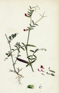 Vicia angustifolia, var. B Bobartii; Common Wild Vetch, var. B.