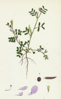 Vicia lathyroides; Spring Vetch
