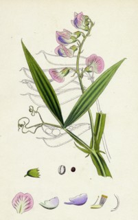 Lathyrus sylvestris; Narrow-leaved Everlasting Pea