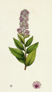 Spiraea salicifolia; Willow-leaved Spiraea