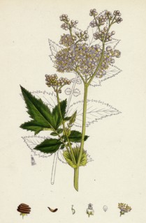 Spiraea Ulmaria; Meadow-sweet