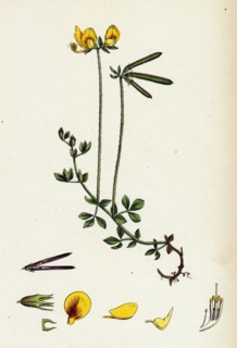 Lotus eu-corniculatus; Common Bird's-foot Trefoil
