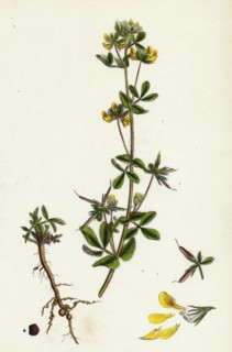 Lotus hispidus; Short-podded Small Bird's-foot Trefoil