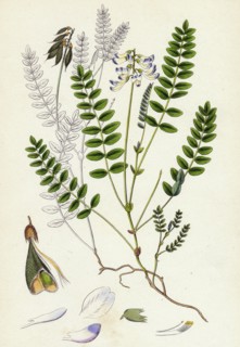 Astragalus alpinus; Alpine Milk-Vetch
