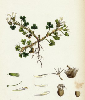 Trifolium subterraneum; Subterranean Trefoil