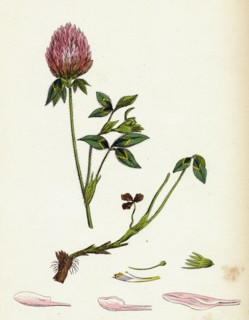 Trifolium pratense; Red Clover