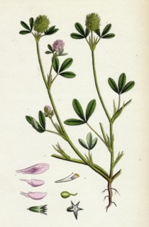Trifolium maritimum; Teasel-headed Trefoil
