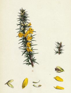 Ulex eu-nanus; Dwarf Furze
