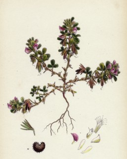 Ononis reclinata; Small Spreading Rest-harrow