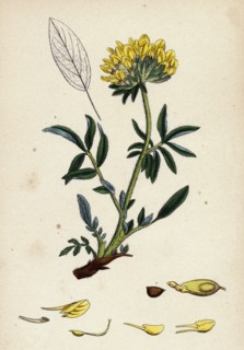 Anthyllis Vulneraria; Common Kidney Vetch