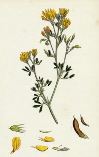 Medicago eu-falcata; Yellow Lucerne