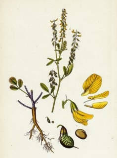 Melilotus arvensis; Field Melilot